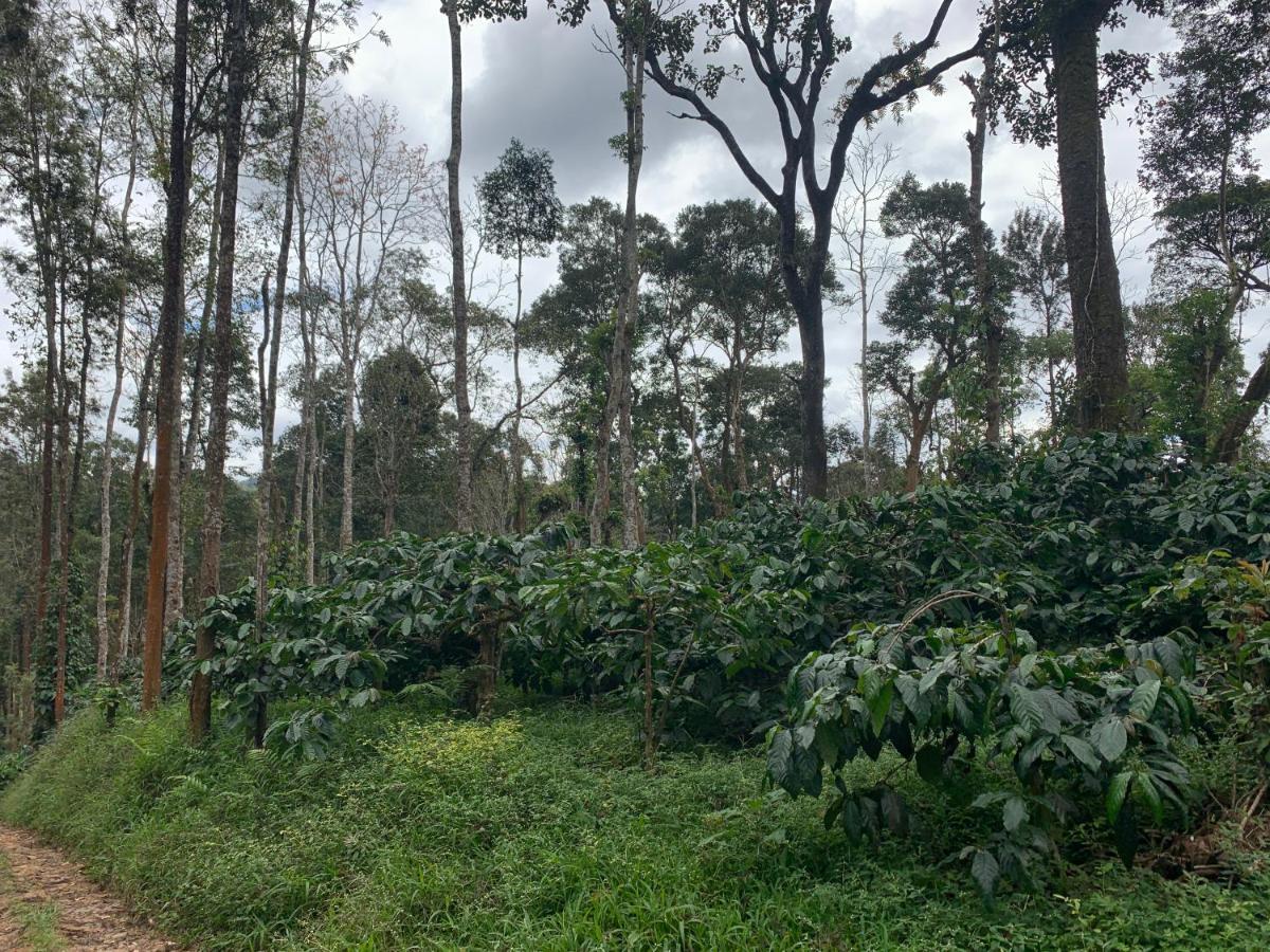 Sandev Homestay Madikeri Ngoại thất bức ảnh