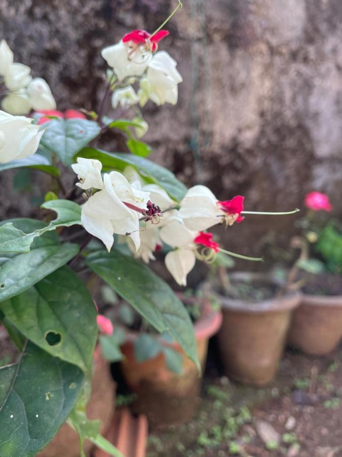 Sandev Homestay Madikeri Ngoại thất bức ảnh