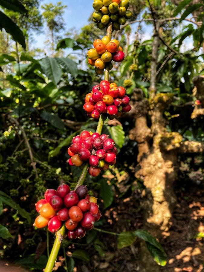 Sandev Homestay Madikeri Ngoại thất bức ảnh