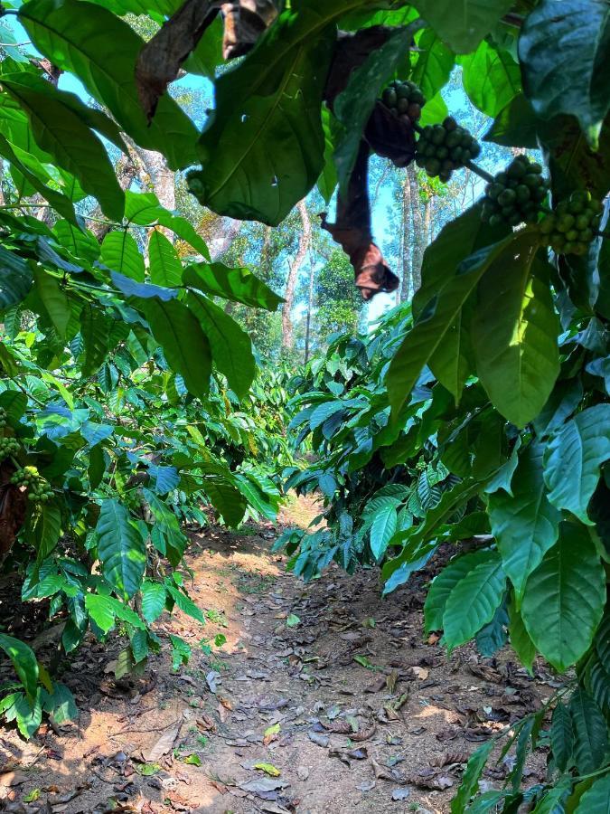 Sandev Homestay Madikeri Ngoại thất bức ảnh