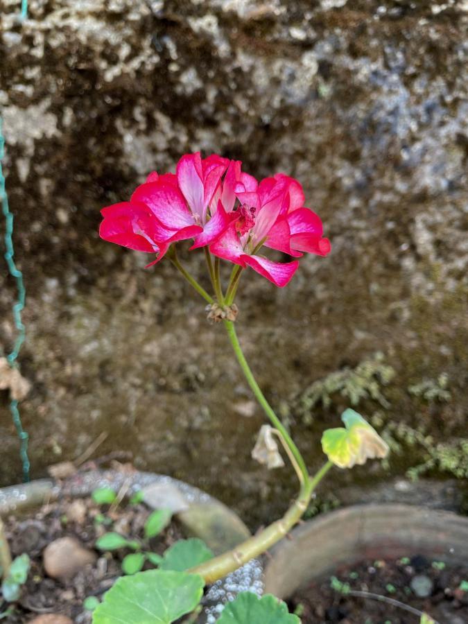 Sandev Homestay Madikeri Ngoại thất bức ảnh
