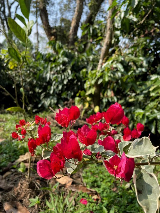 Sandev Homestay Madikeri Ngoại thất bức ảnh